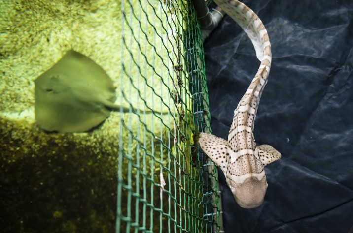Zebracápa (Stegostoma fasciatum) a Nyíregyházi Állatpark India-házában 2022. január 2-án. A tenerifei Loro Park két zebracápát - a 15 hónapos nőstény Nazarét és 14 hónapos hím Mauit - ajándékozott az állatparknak. MTI/Balázs Attila